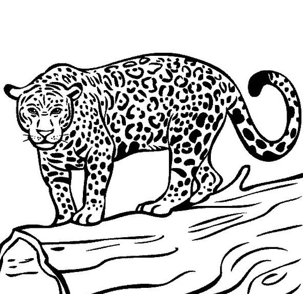 Jaguar Coloring Pages
 jaguar coloring page hd