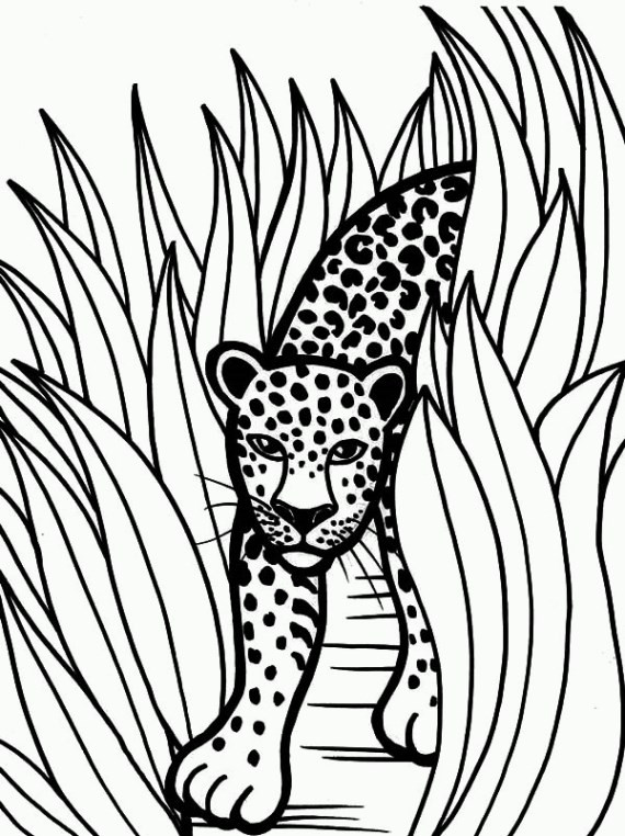 Jaguar Coloring Pages
 jaguar coloring pages 02