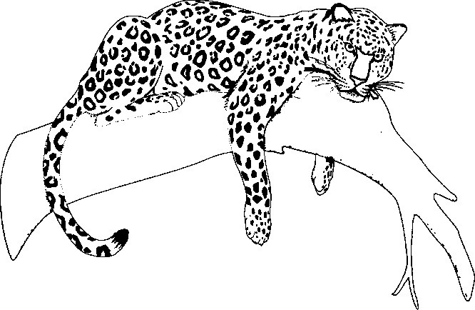 Jaguar Coloring Pages
 jaguar coloring pages