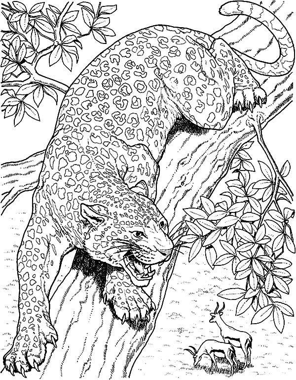 Jaguar Coloring Pages
 Jacksonville Jaguars Free Colouring Pages