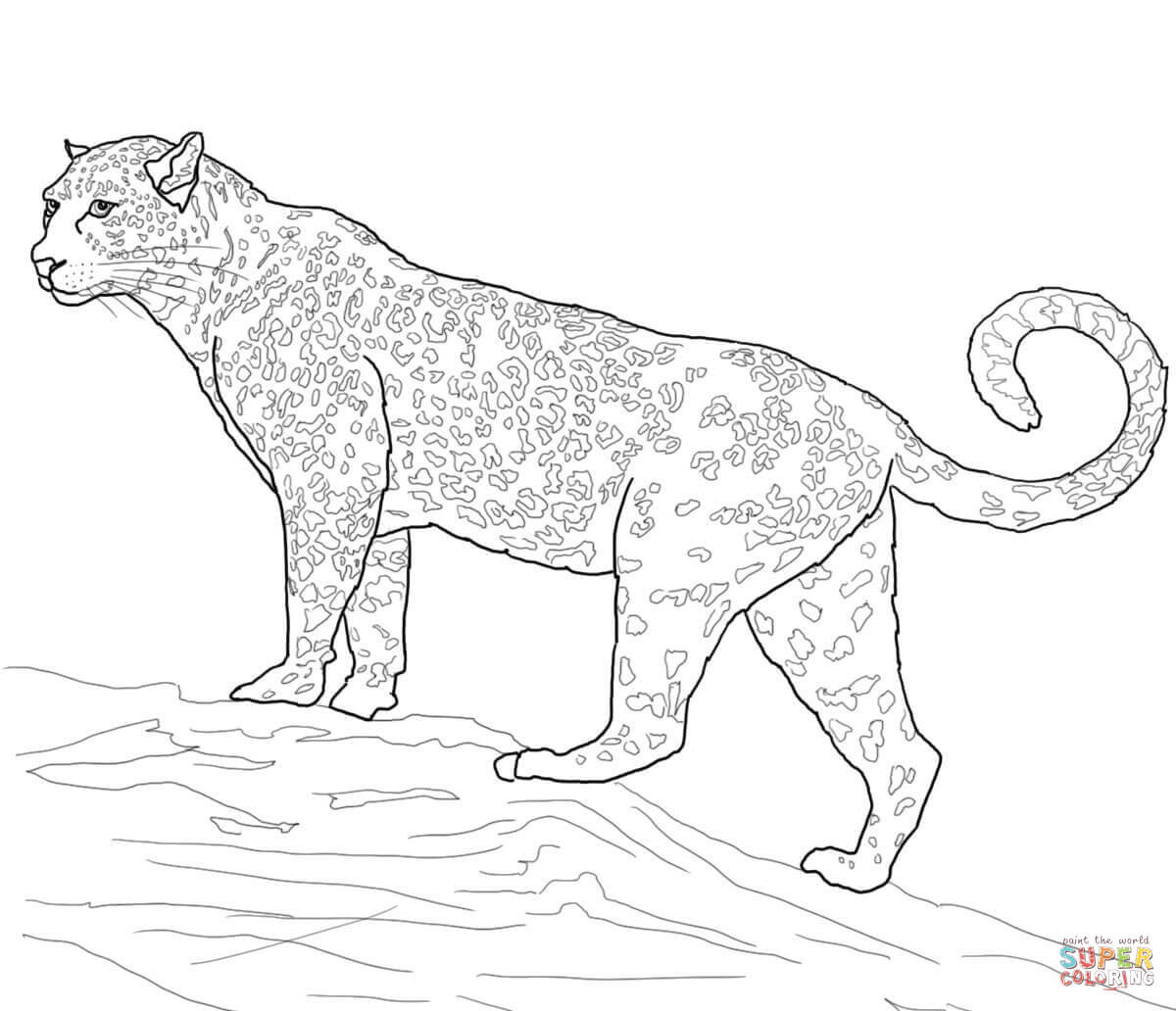 Jaguar Coloring Pages
 Jaguar Big Cat coloring page