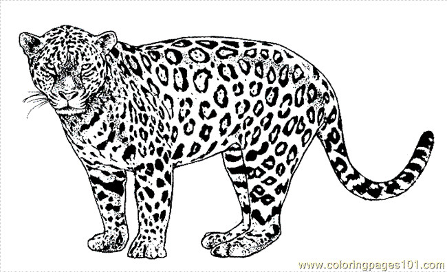 Jaguar Coloring Pages
 Lion Tiger Coloring Page 26 Coloring Page Free Jaguar