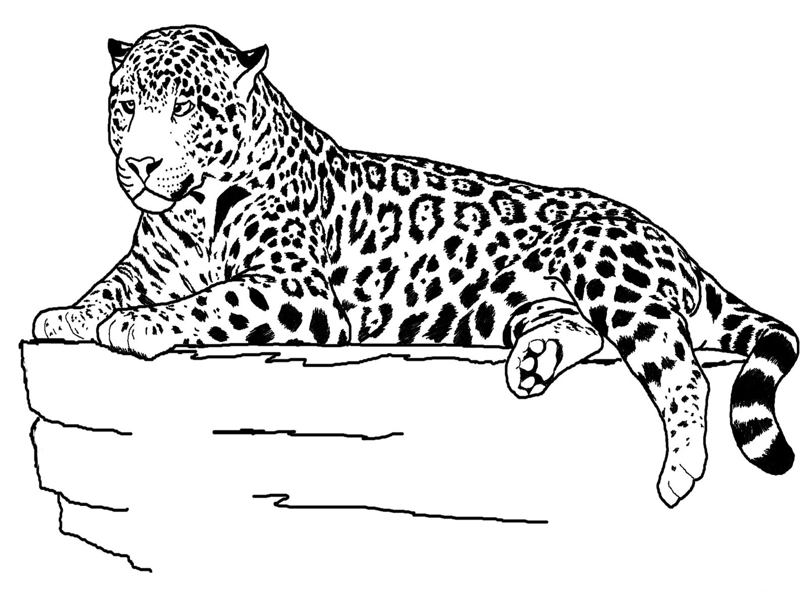 Jaguar Coloring Pages
 Jaguar Animal Coloring Pages