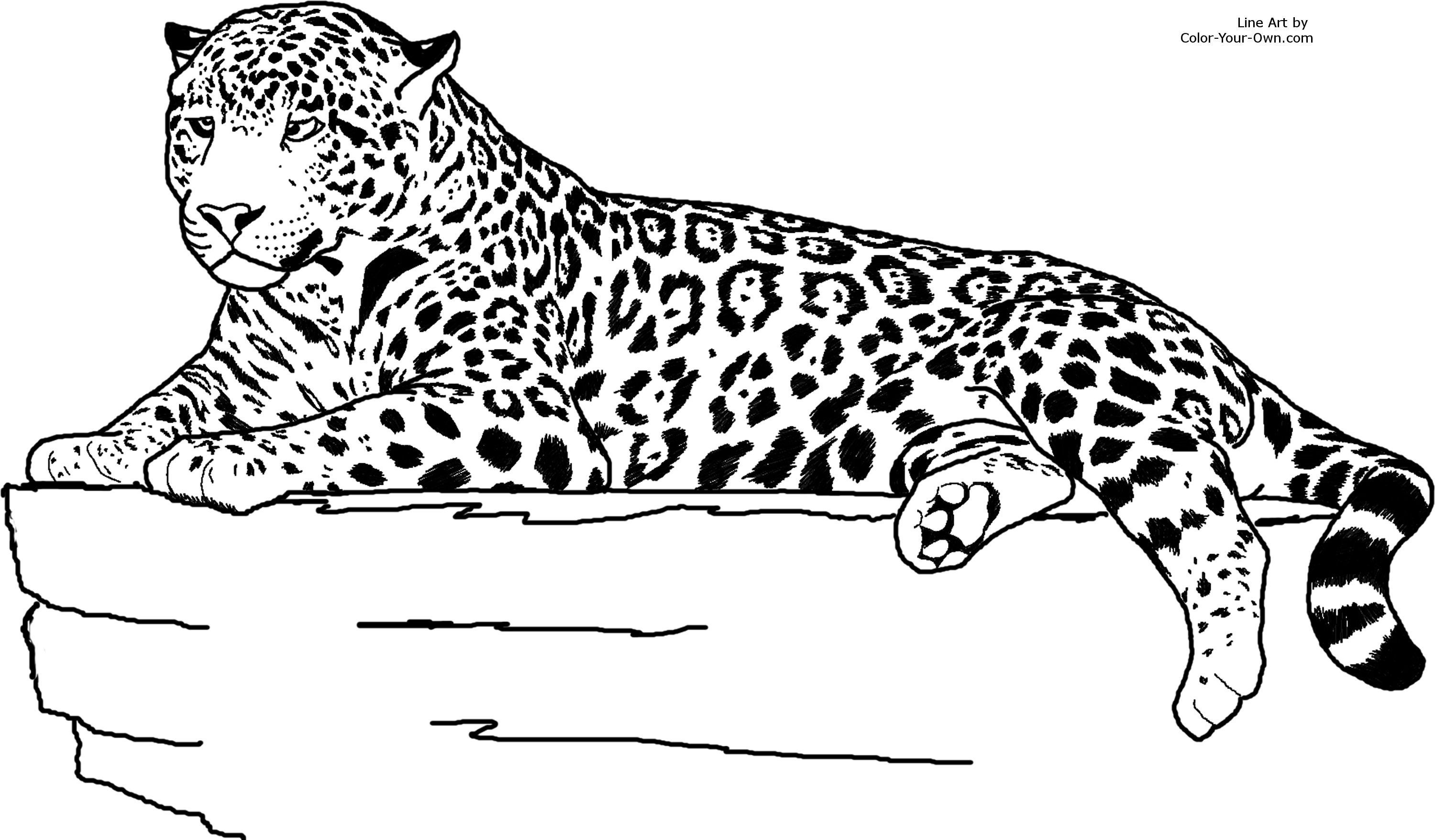 Jaguar Coloring Pages
 realistic animal jaguar coloring pages