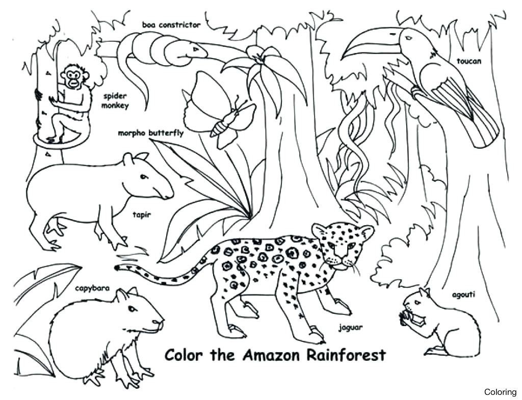 Jungle Animal Coloring Pages
 South American Animals Coloring Pages thekindproject