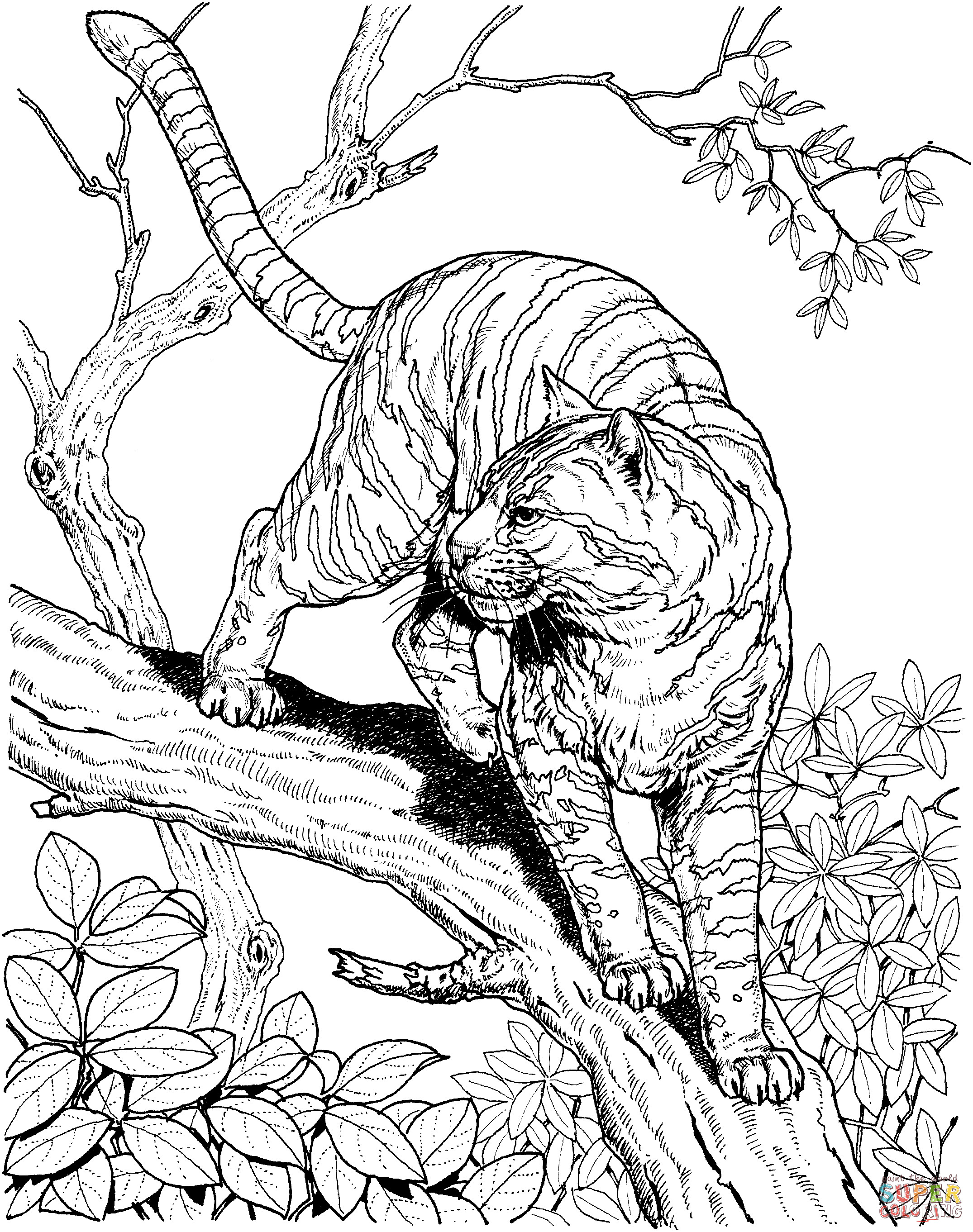 Jungle Coloring Pages
 Tiger in a Jungle coloring page