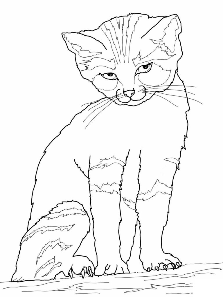 Kitten Coloring Pages
 Free Printable Cat Coloring Pages For Kids