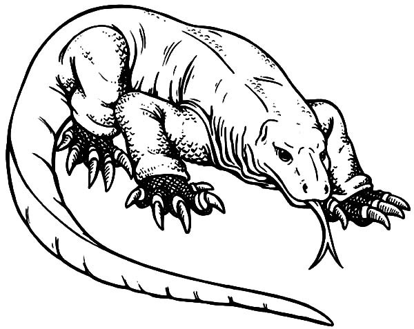 The Best Ideas for Komodo Dragon Coloring Pages - Best Collections Ever ...