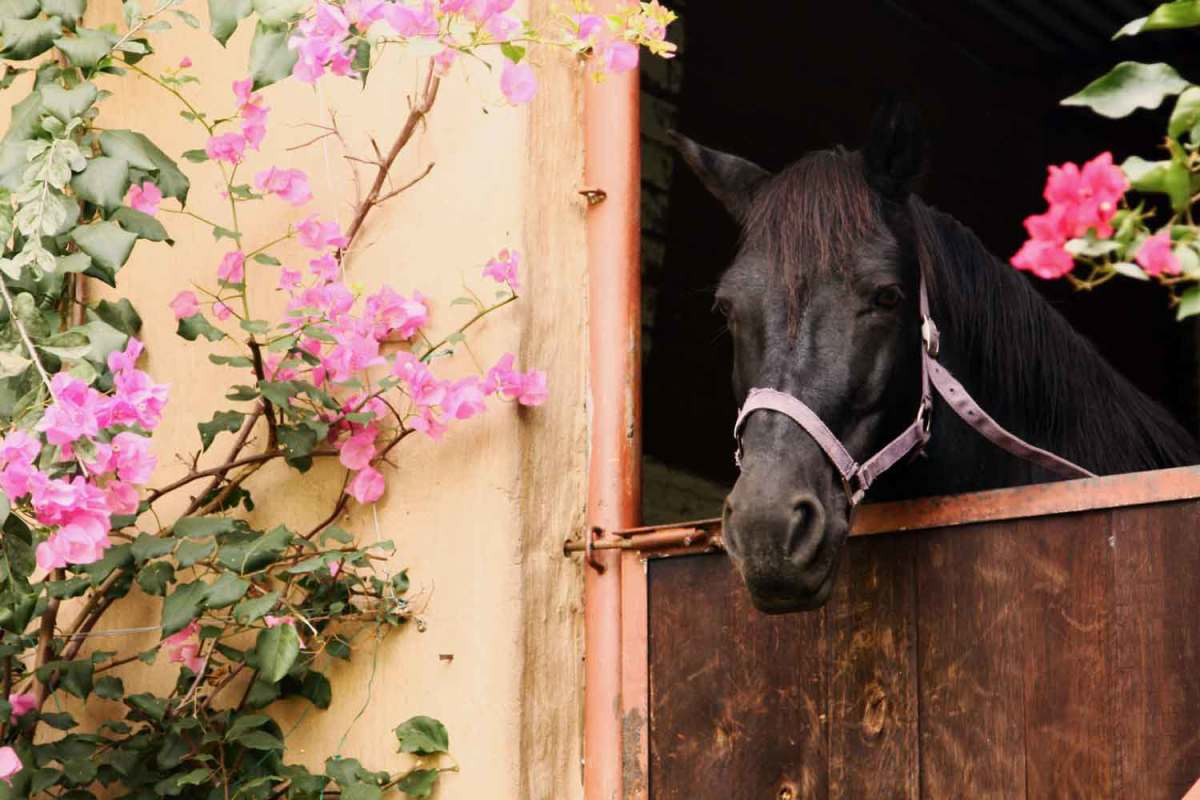 Best ideas about Landscape Of A Stable
. Save or Pin Safe Plants for Horse Stable Landscaping The 1 Resource Now.