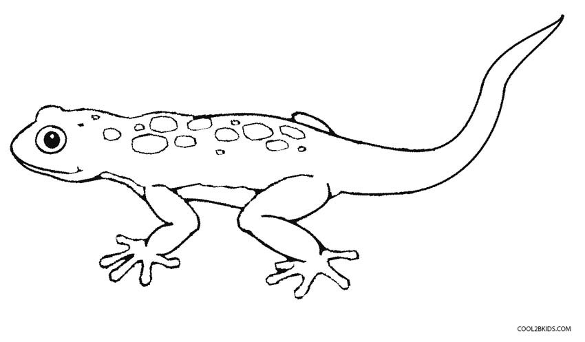 Lizard Coloring Pages
 Printable Lizard Coloring Pages For Kids