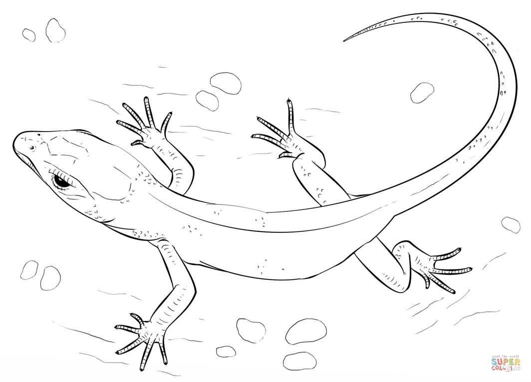 Lizard Coloring Pages
 Lizard coloring page