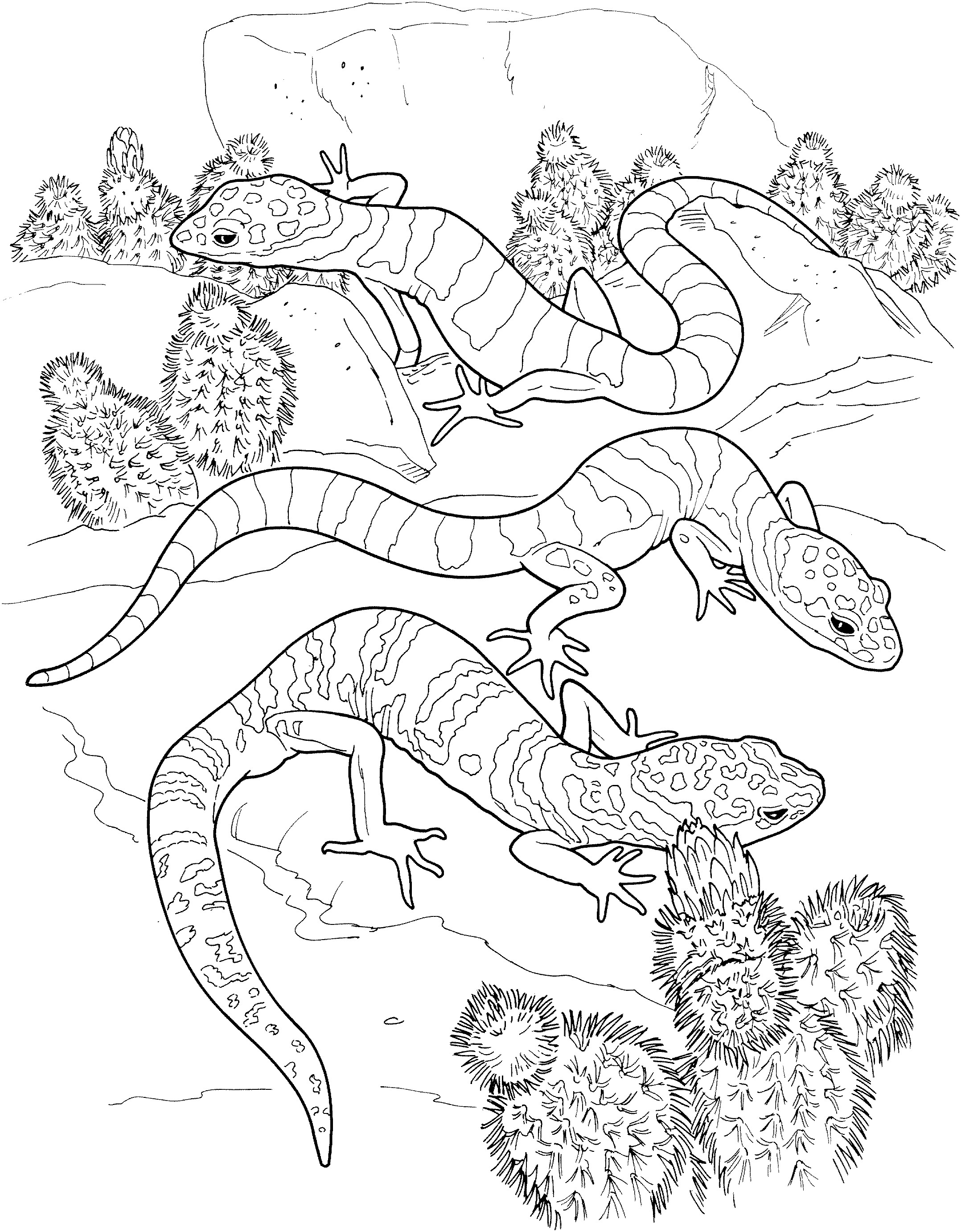 Lizard Coloring Pages
 Free Lizard Coloring Pages