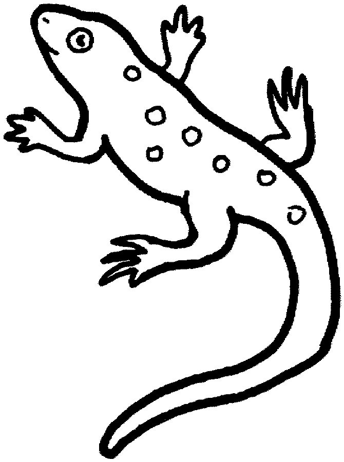 Lizard Coloring Pages
 Free Printable Lizard Coloring Pages For Kids