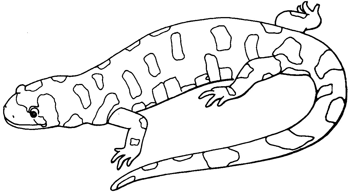 Lizard Coloring Pages
 Free Printable Lizard Coloring Pages For Kids