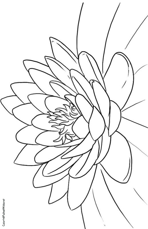 Lotus Coloring Pages
 Coloring Pages Lotus Flower Best Coloring Pages