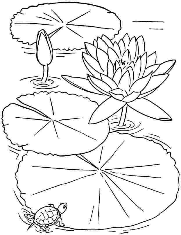 Lotus Coloring Pages
 Printable Coloring Pages Lotus Flowers Coloring Home