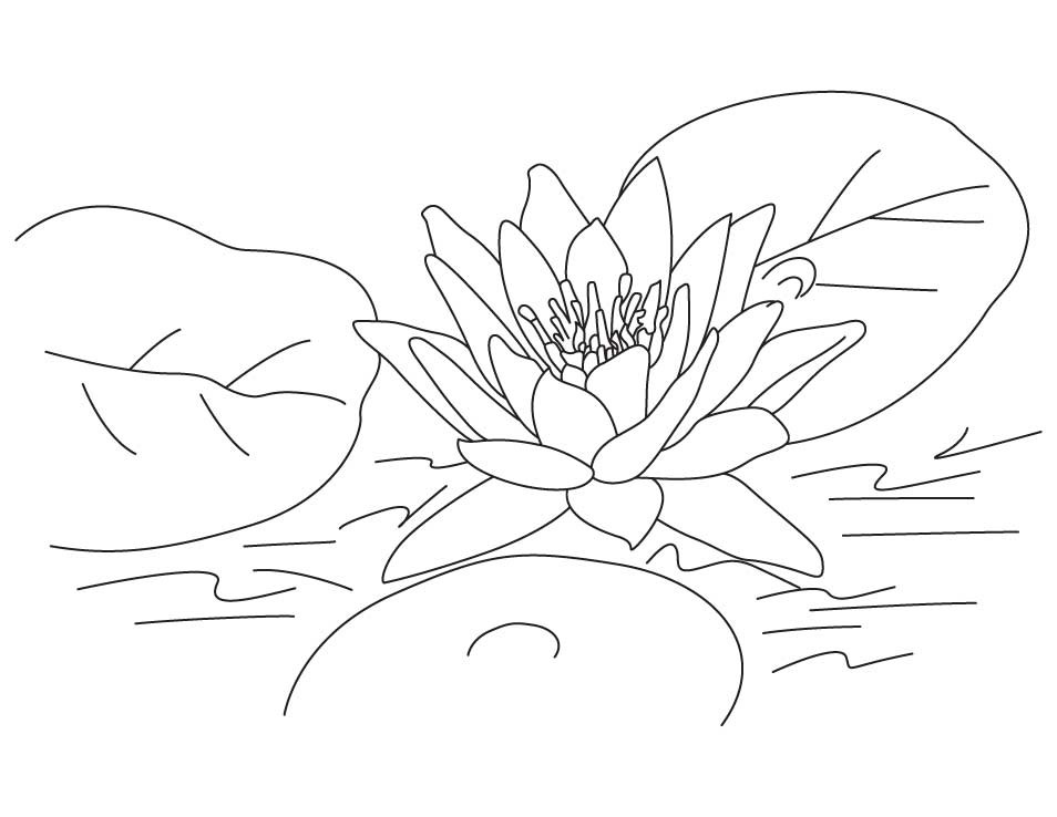 Lotus Coloring Pages
 Free Printable Lotus Coloring Pages For Kids