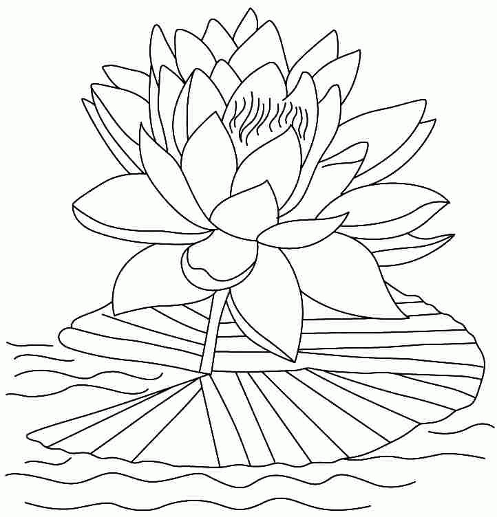 Lotus Coloring Pages
 Lotus Flower Coloring Pages Coloring Home