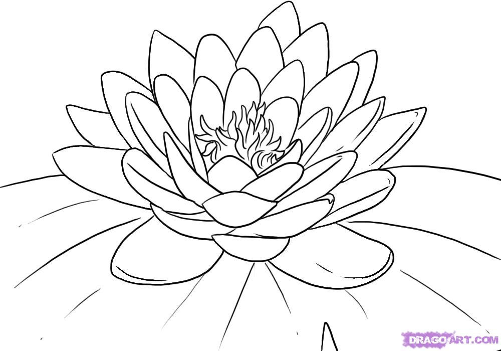 Lotus Coloring Pages
 Lotus Flower Free Coloring Pages