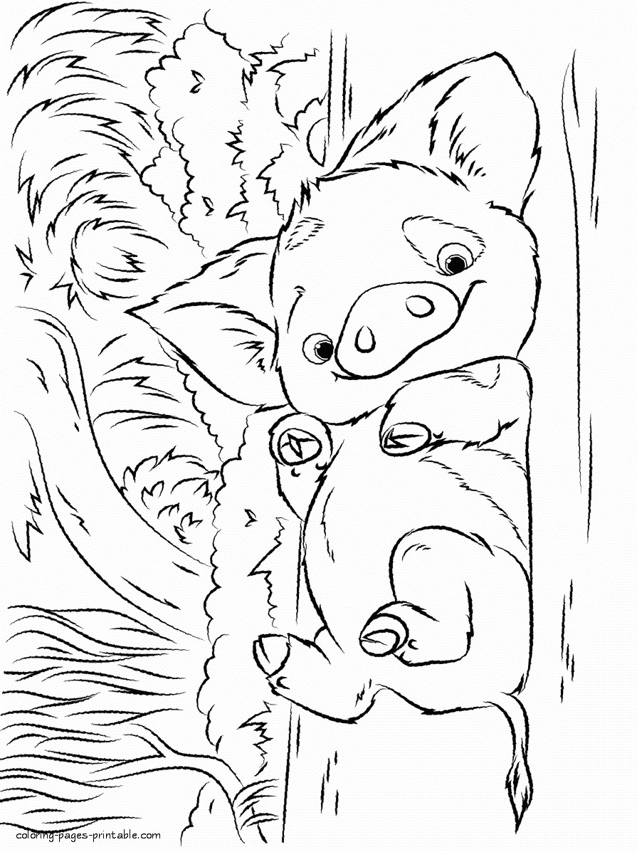 Moana Pua Coloring Pages
 Pua Moana Pages Coloring Pages