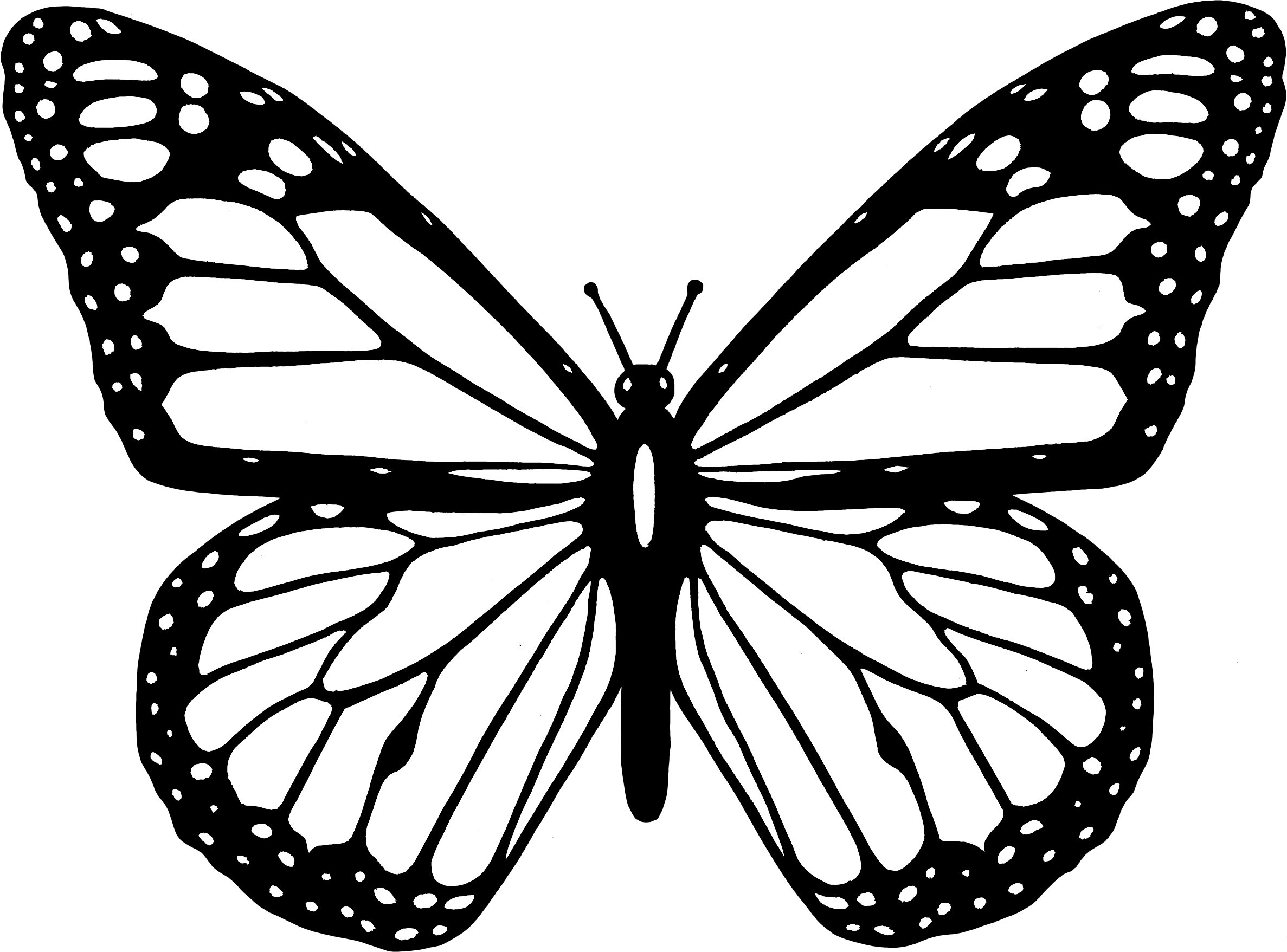 Monarch Butterfly Coloring Pages
 Monarch butterfly Coloring Pages to Print