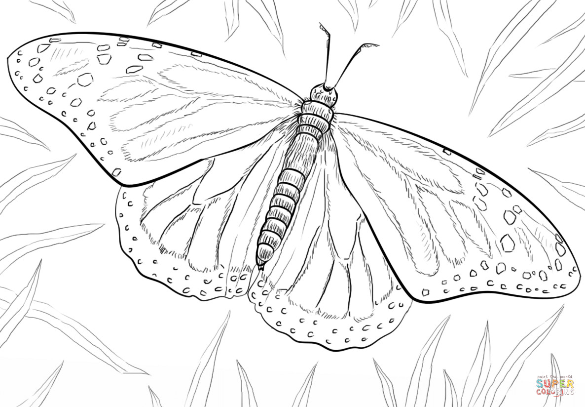 Monarch Butterfly Coloring Pages
 Monarch Butterfly coloring page