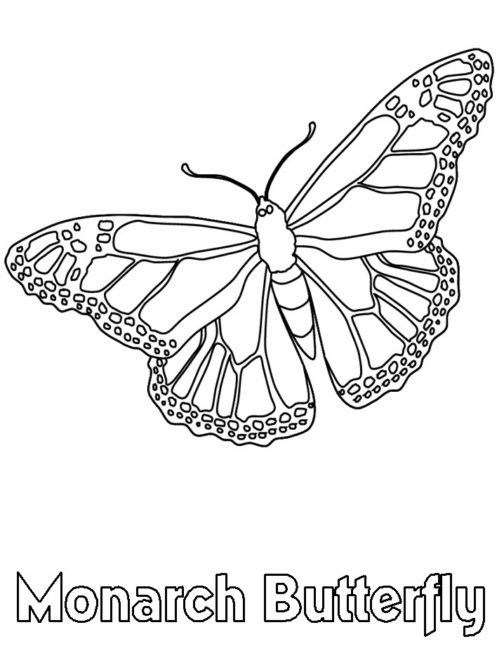 Monarch Butterfly Coloring Pages
 Monarch Butterfly Coloring Book Page