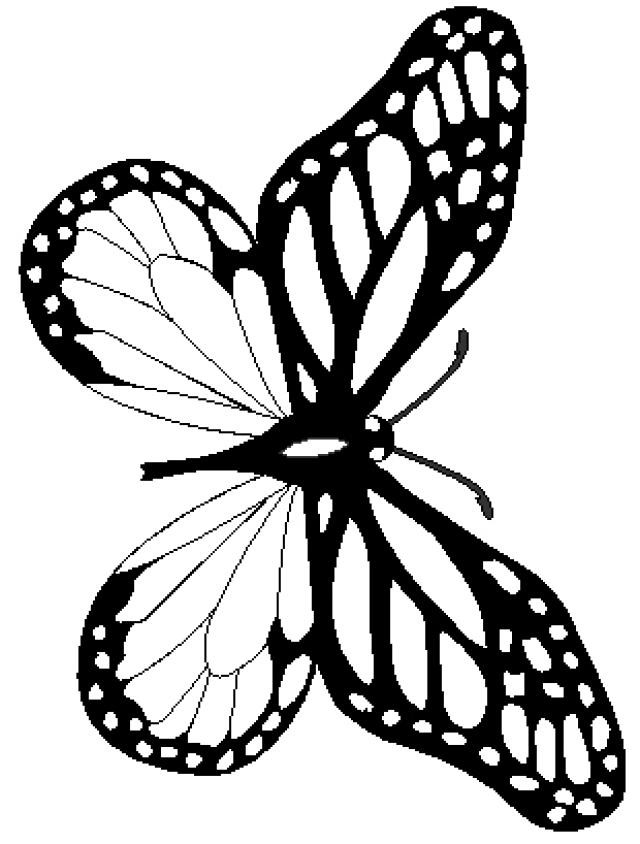 Monarch Butterfly Coloring Pages
 Monarch Butterfly Drawing