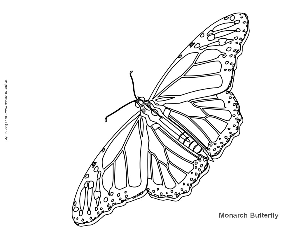 Monarch Butterfly Coloring Pages
 Butterfly My Coloring Land
