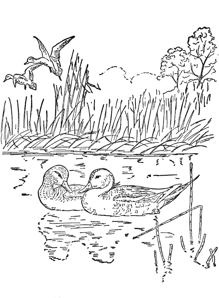 Nature Coloring Pages For Adults
 Nature Coloring Pages For Adults To Print