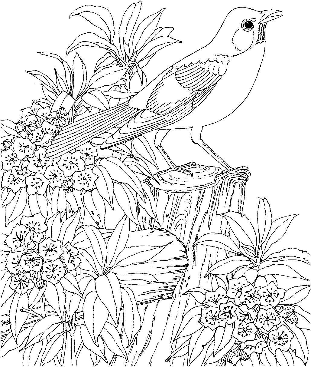 Nature Coloring Pages For Adults
 Coloring Pages for Grown Ups for Free 37 Coloring Sheets