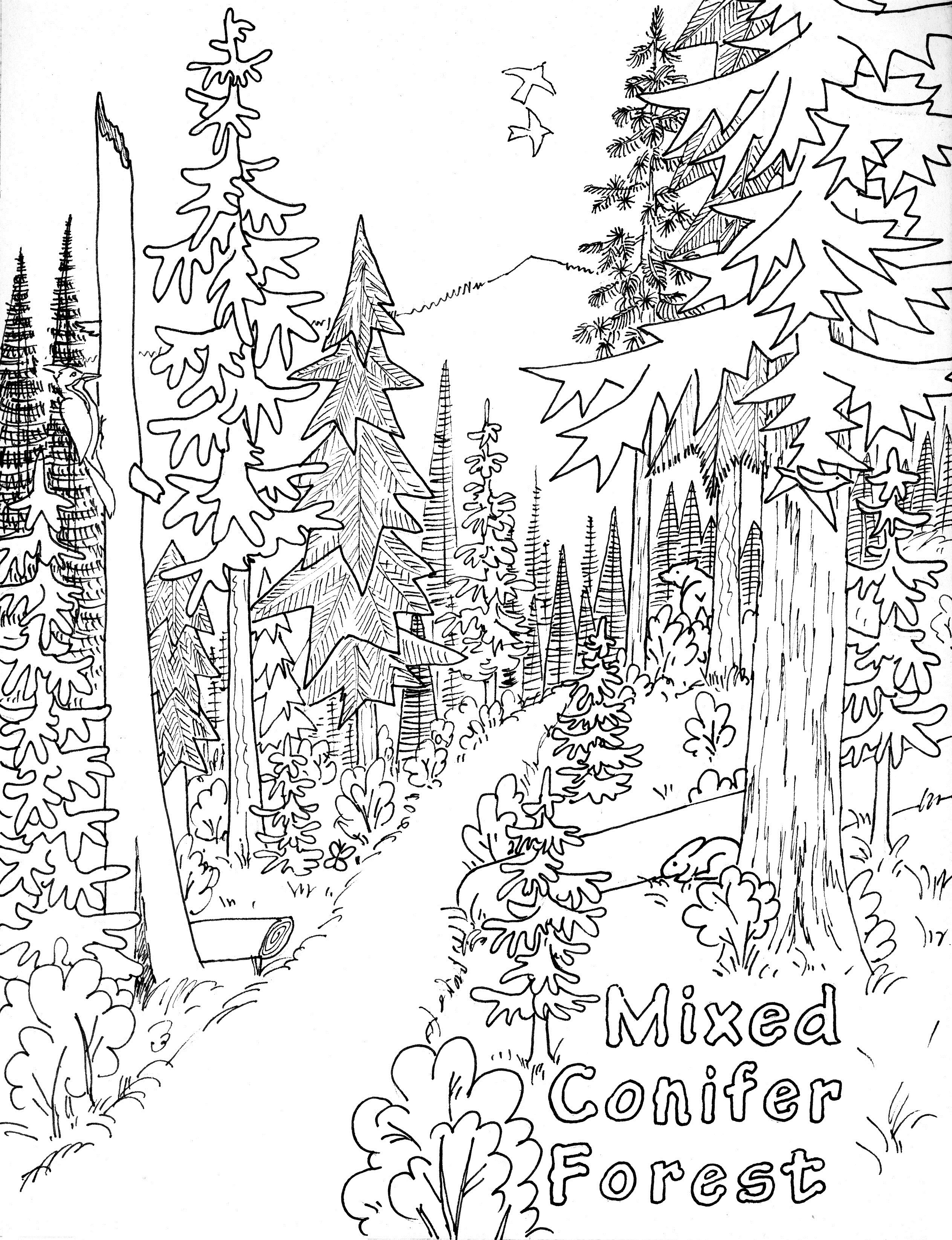 Nature Coloring Pages For Kids
 Free Printable Nature Coloring Pages For Kids Best