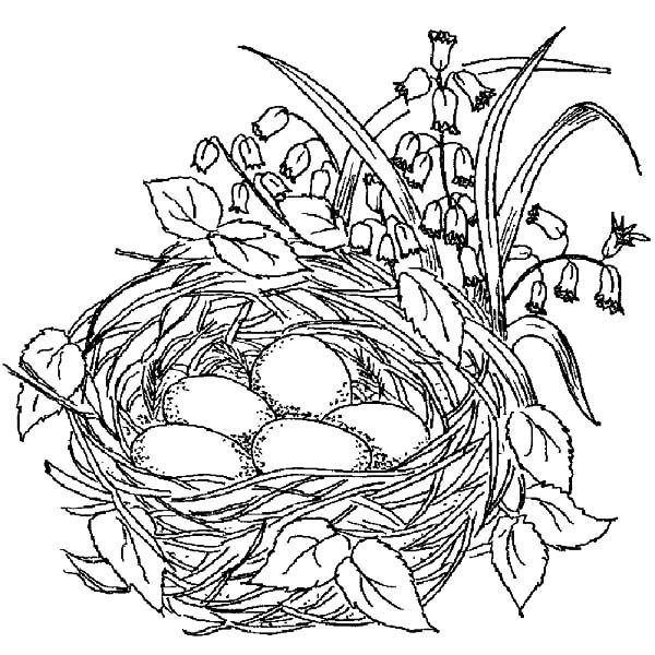 Nest Coloring Pages
 Beautiful Bird Nest Coloring Pages