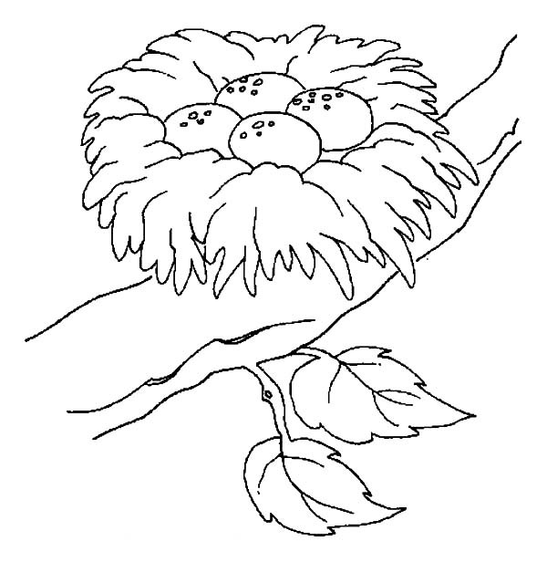 Nest Coloring Pages
 Nest White coloring Download Nest White coloring