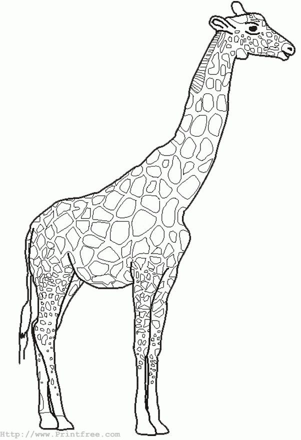 Oblivion Coloring Pages For Boys
 66 best coloring zoo images on Pinterest