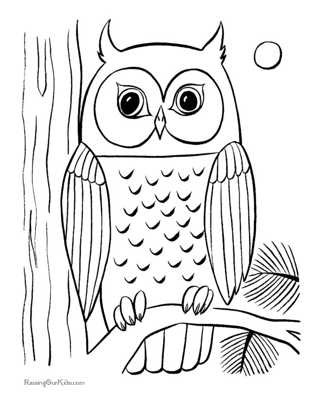 Owl Coloring Book Pages
 Nocturnal Bird Owl coloring pages 34 pictures cartoon clip