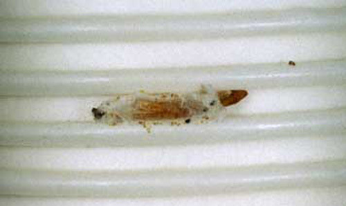 Best ideas about Pantry Moth Eggs
. Save or Pin Indianmeal moth Plodia interpunctella Hubner Now.