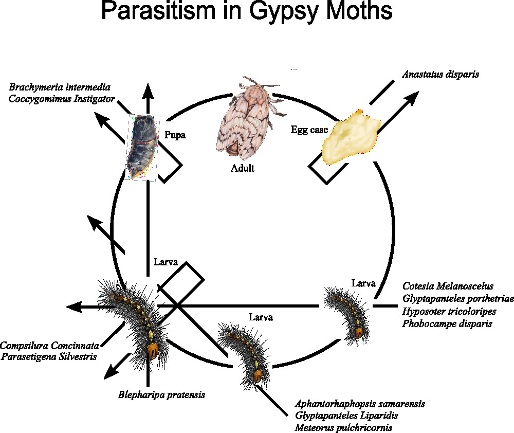 Life Cycle Of A Moth