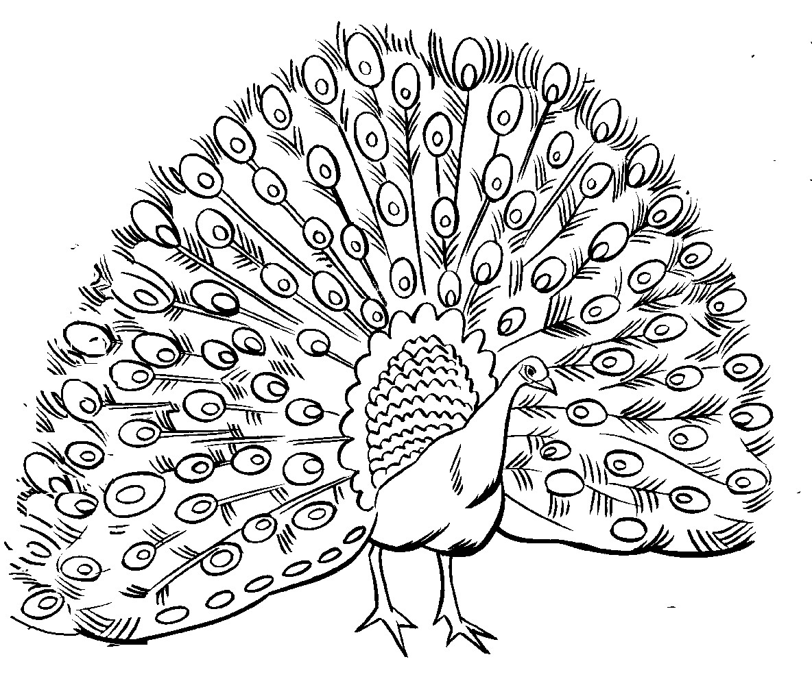 Peacock Coloring Pages
 Free Printable Peacock Coloring Pages For Kids