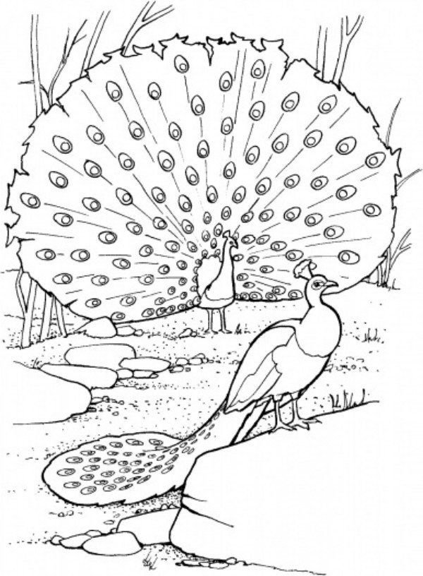 Peacock Coloring Pages
 Free Printable Peacock Coloring Pages For Kids
