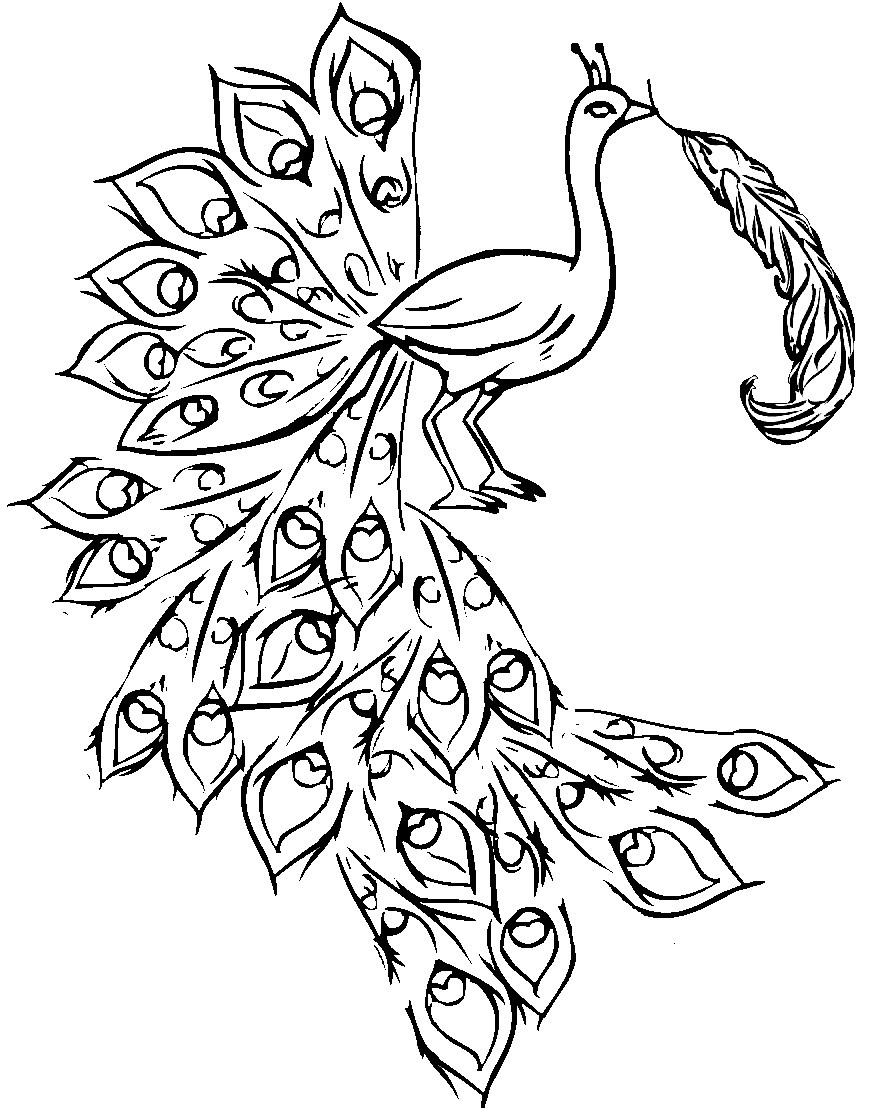 Peacock Coloring Sheet
 Peacock Coloring Pages