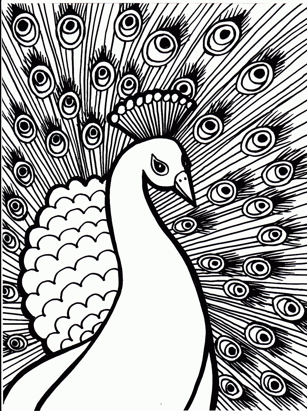Peacock Coloring Sheet
 Free Printable Peacock Coloring Pages For Kids