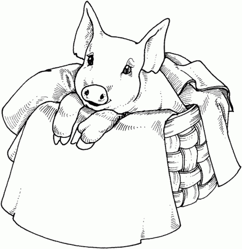 Pig Coloring Pages For Adults
 Pig Coloring Pages coloringsuite