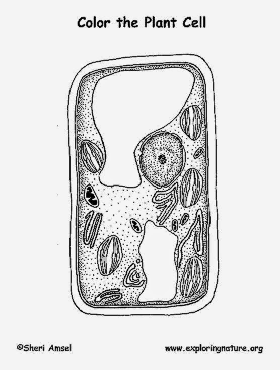 Plant Cell Coloring Sheet Answer Key
 Plant Cell Coloring Sheet