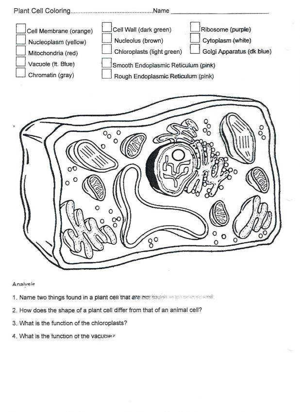 Plant Cell Coloring Sheet Answer Key
 Plant Cell Diagram Worksheet