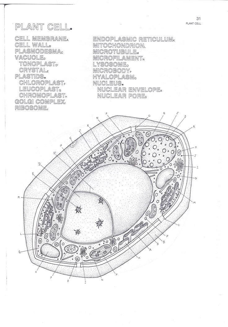 Plant Cell Coloring Sheet Answer Key
 Plant Cell Answer Key Coloring Pages