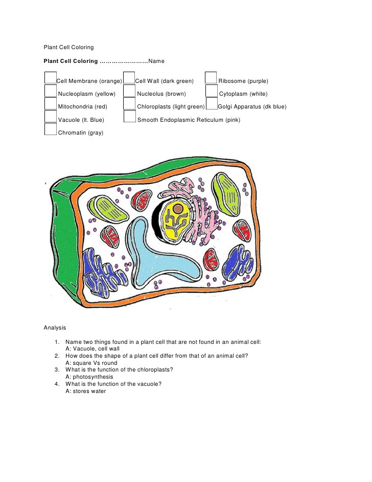 Plant Cell Coloring Sheet Answer Key
 Science home work 9 15 2011