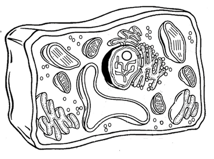 Plant Cell Coloring Sheet Answer Key
 avinson [licensed for non mercial use only] avinson