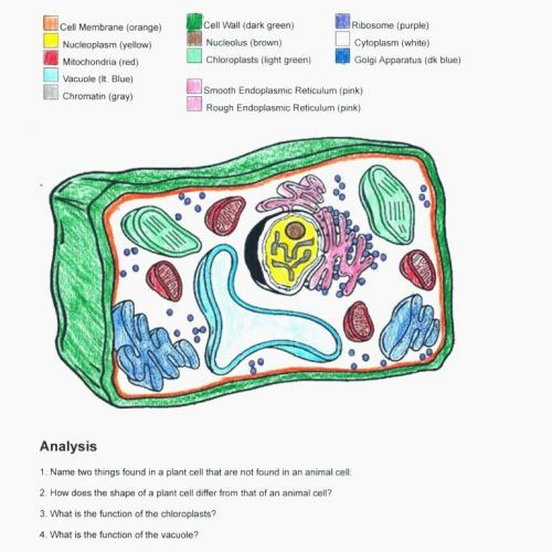 Plant Cell Coloring Sheet Answer Key
 Cell Labeling Worksheet Plant Cell Diagram Worksheet New