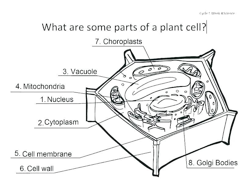 Plant Cell Coloring Sheet Answer Key
 Plant Cell Coloring Answers Page Pages Key Sheet Answer